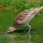 Großer Brachvogel (Numenius arquata)