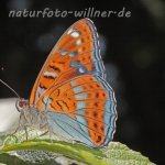 Großer Eisvogel Männchen 21 (Limenitis populi) Foto W. Willner