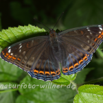 Großer Eisvogel Männchen 30 (Limenitis populi) Foto W. Willner