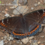 Großer Eisvogel Männchen 31 (Limenitis populi) Foto W. Willner