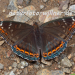 Großer Eisvogel Männchen 33 (Limenitis populi) Foto W. Willner