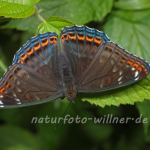 Großer Eisvogel Männchen 41 (Limenitis populi) Foto W. Willner