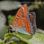Großer Eisvogel Männchen 7 (Limenitis populi) Foto W. Willner
