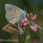 Großer Esparsetten-Bläuling Polyommatus damon Foto W. Willner DSC_4495