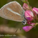 Großer Esparsetten-Bläuling Polyommatus damon Foto W. Willner IMG_9660