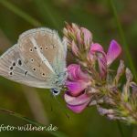 Großer Esparsetten-Bläuling Polyommatus damon Foto W. Willner IMG_9678