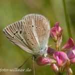 Großer Esparsetten-Bläuling Polyommatus damon Foto W. Willner IMG_9683