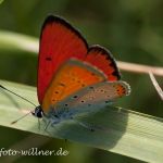 Großer Feuerfalter Lycaena dispar Foto W. Wilner IMG_9932