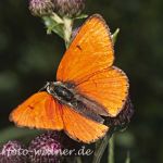 Großer Feuerfalter (Lycaena dispar rutilus) 1 Foto W. Willner