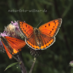 Großer Feuerfalter (Lycaena dispar rutilus) 12 Foto W. Willner