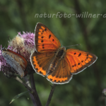Großer Feuerfalter (Lycaena dispar rutilus) 18 Foto W. Willner
