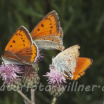 Großer Feuerfalter (Lycaena dispar rutilus) 4 Foto W. Willner
