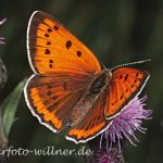 Großer Feuerfalter (Lycaena dispar rutilus) 6 Foto W. Willner