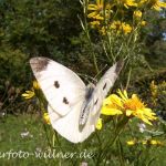 Großer Kohlweißling 12 Foto W. Willner