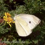 Großer Kohlweißling 13 Foto W. Willner