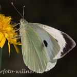 Großer Kohlweißling 14 Foto W. Willner