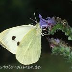 Großer Kohlweißling 15 Foto W. Willner