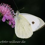 Großer Kohlweißling 16 Foto W. Willner