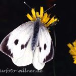 Großer Kohlweißling Weibchen (Pieris brassicae)
