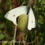 Großer Kohlweißling 9 Foto W. Willner