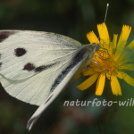 Großer Kohlweißling (Pieris brassicae) 22 Foto W. Willner