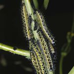 Großer Kohlweißling Raupe 11 Foto W. Willner