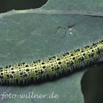 Großer Kohlweißling Raupe 9 Foto W. Willner