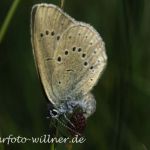 Großer Moorbläuling Eiablage (Maculinea teleius)