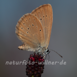 Großer Moorbläuling 21 (Maculinea teleius) Foto W. Willner
