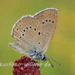 Großer Moorbläuling (Maculinea teleius) Foto W. Willner-3