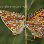 Großer Perlmutterfalter (Argynnis aglaja) 7 Foto W. Willner