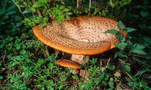Großer Schuppenporling Polyporus squamosus Foto W. Willner_7834