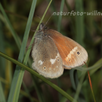 Großes Wiesenvögelchen (Coenonympha tullia Foto W. Willner 2