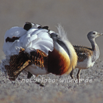Großtrappe Naturfotoarchiv Willner
