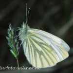 Grünader-Weißling 19(Pieris napi) Foto W. Willner