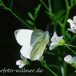 Grünader-Weißling 22 (Pieris napi) Foto W. Willner