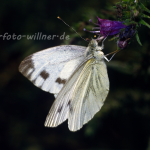 Grünader-Weißling 26 (Pieris napi) Foto W. Willner