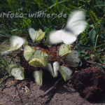 Grünader-Weißling 6 (Pieris napi) Foto W. Willner