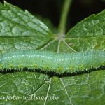 Grünader-Weißling Raupe 8 (Pieris napi) Foto W. Willner