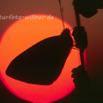 Grünader-Weißling im Abendlicht 26 (Pieris napi) Foto W. Willner