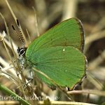 Grüner Zipfelfalter 14 (Callophrys rubi) Foto W. Willner