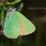 Grüner Zipfelfalter 48 (Callophrys rubi) Foto W. Willner