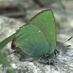 Grüner Zipfelfalter 5 (Callophrys rubi) Foto W. Willner