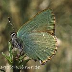 Grüner Zipfelfalter 7 (Callophrys rubi) Foto W. Willner