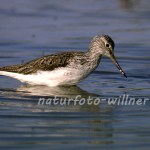 Grünschenkel 5 Foto W. Willner