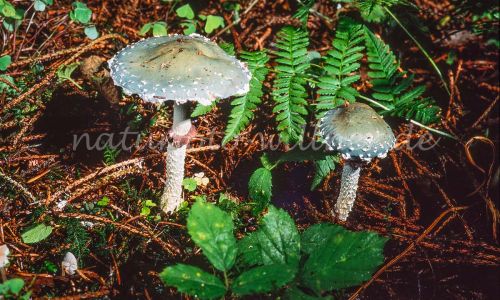 Grünspan-Träuschling (Stropharia aeruginosa) Foto W. Willner_7984