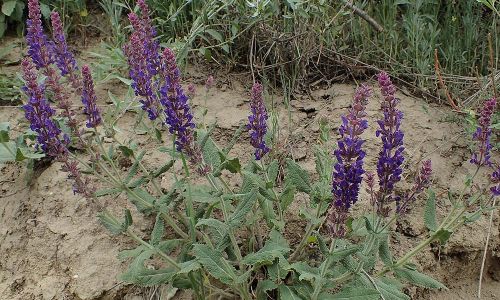 Hain-Salbei oder Steppen-Salbei (Salvia nemorosa) Foto W. Willner P5100379