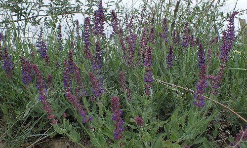 Hain-Salbei oder Steppen-Salbei (Salvia nemorosa) Foto W. Willner P5100382