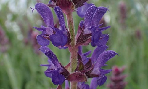 Hain-Salbei oder Steppen-Salbei (Salvia nemorosa) Foto W. Willner P5100391
