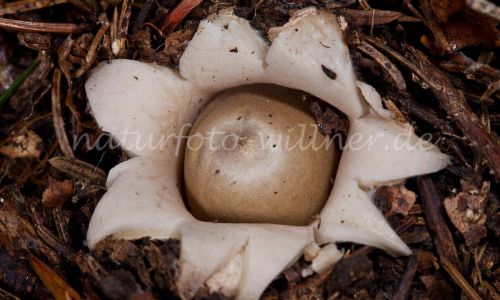 Halskrausen Erdstern Geastrum triplex Foto Wolfgang Willner 10